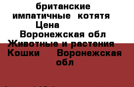 британские cимпатичные  котятя › Цена ­ 2 000 - Воронежская обл. Животные и растения » Кошки   . Воронежская обл.